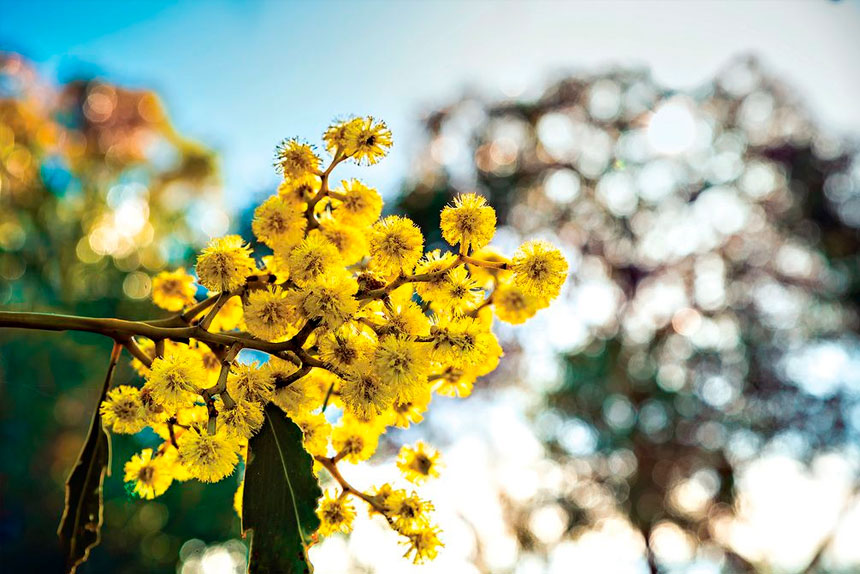 The beautiful wattle.