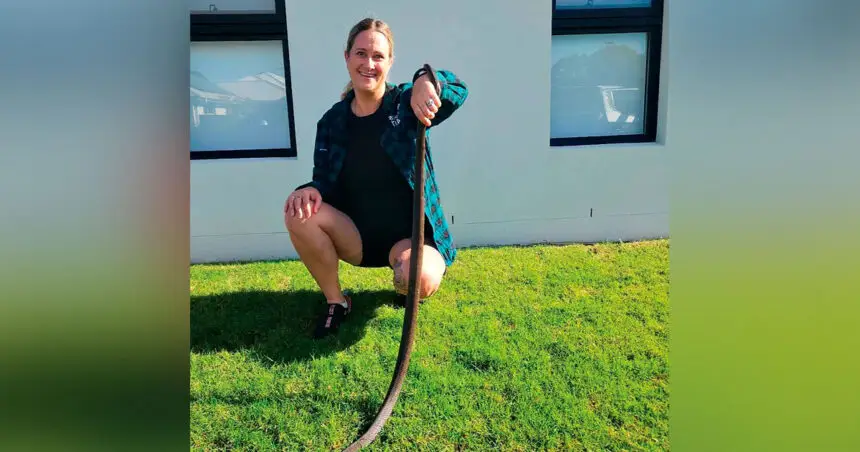 Only professional snake catchers should touch the reptiles.
