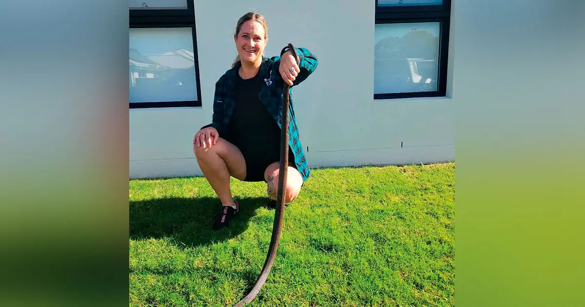 Only professional snake catchers should touch the reptiles.