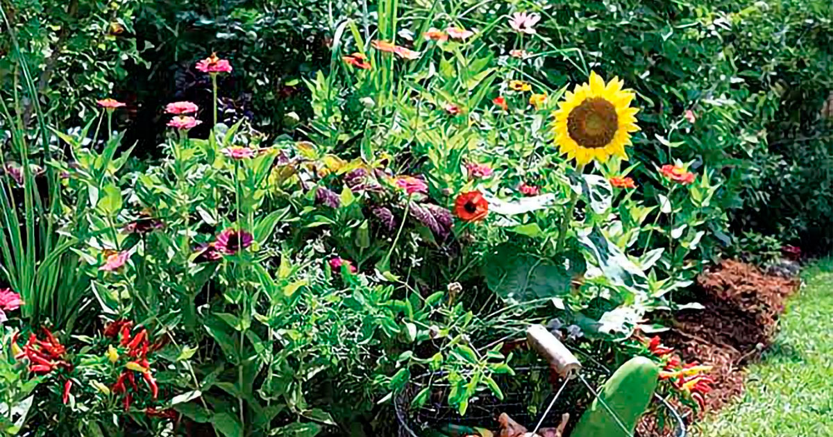 September is an ideal time for planting.