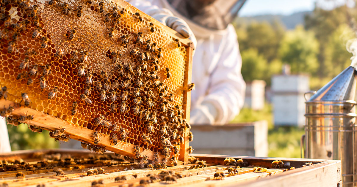 Beekeeping trophy honours Stuart Thompson’s generous legacy