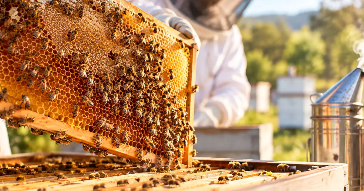 Beekeeping trophy honours Stuart Thompson’s generous legacy