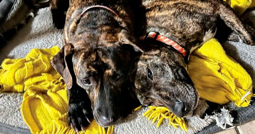 The two dogs under threat from eastern brown snakes.