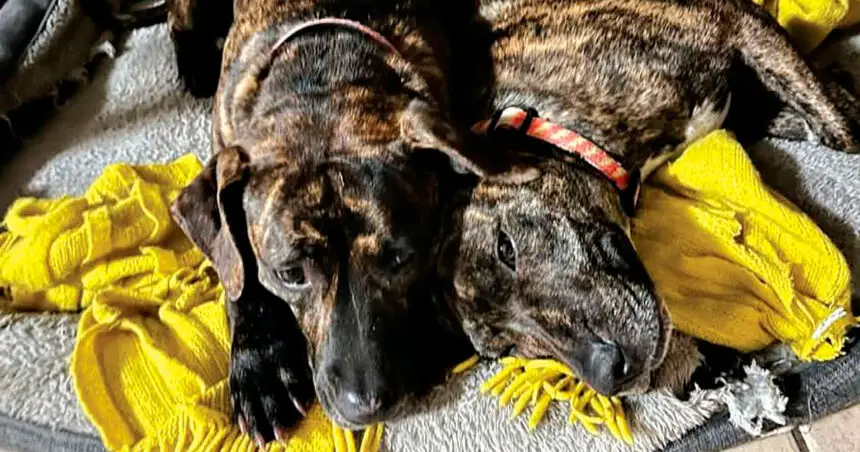 The two dogs under threat from eastern brown snakes.