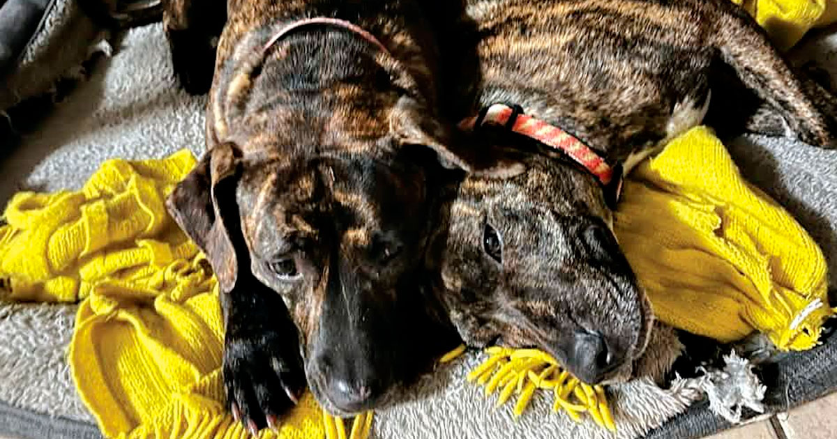 The two dogs under threat from eastern brown snakes.