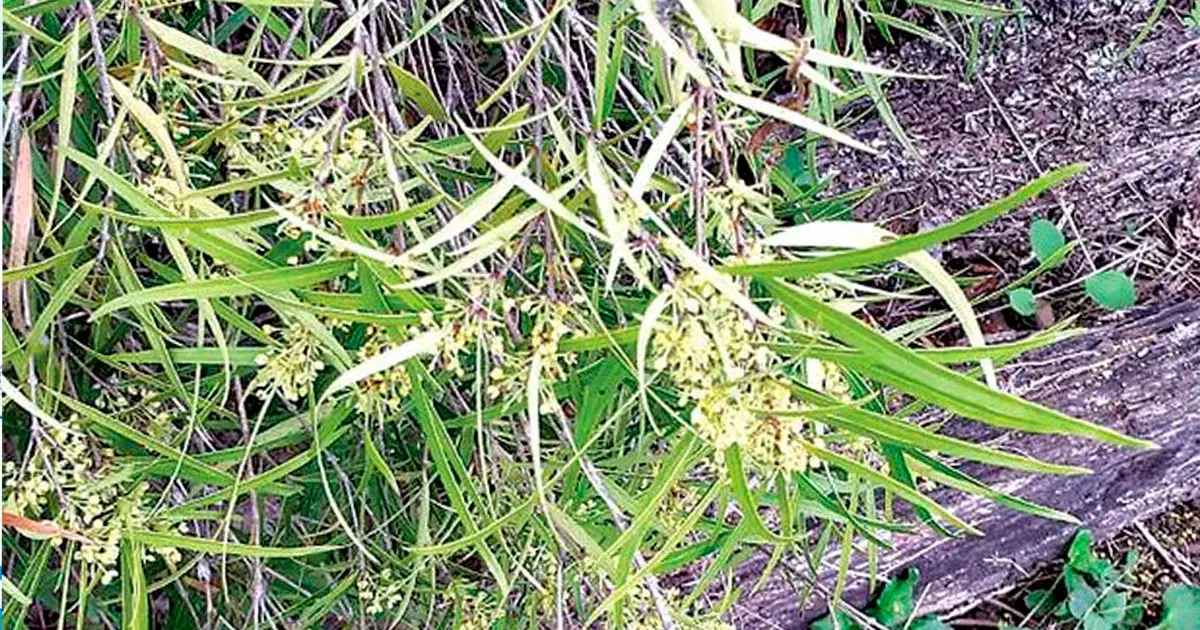 First Nations peoples value plants for medicinal purposes.