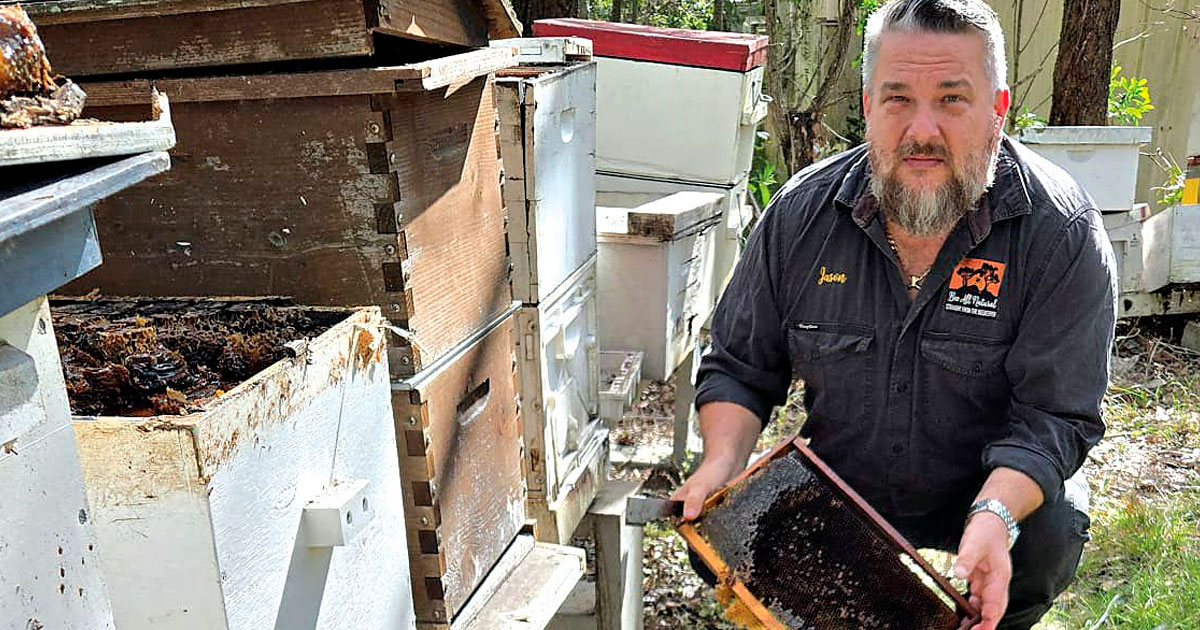 Beekeepers warn proposed levy could triple contributions