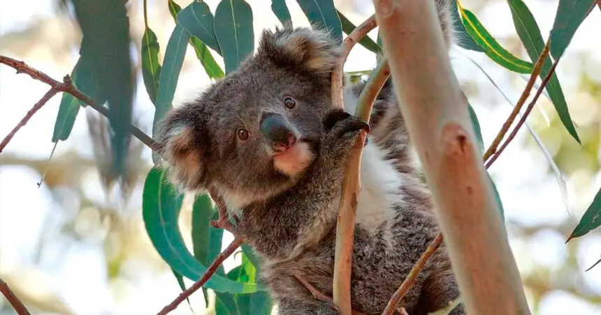 Koalas in the wild can be extremely fierce.