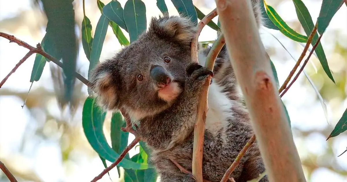 Koalas in the wild can be extremely fierce.