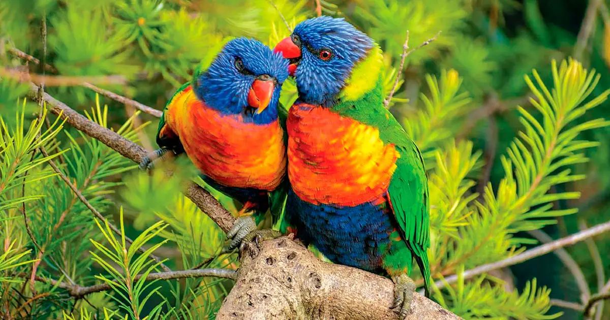 The Rainbow Lorikeet.