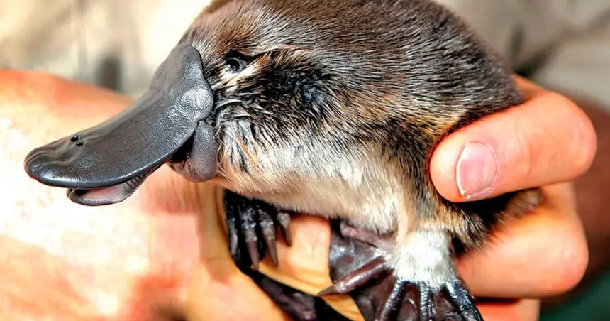 HANGING TOUGH: The results from the last eDNA survey represented a significant improvement.