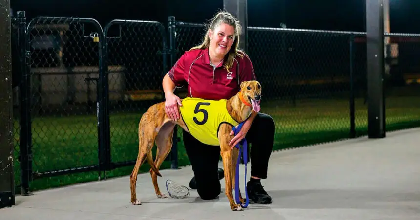 WINNING STYLE: Lokoda Bonnie took out a heat of the Futurity. PHOTO: (Queensland Greyhound Racing Club)